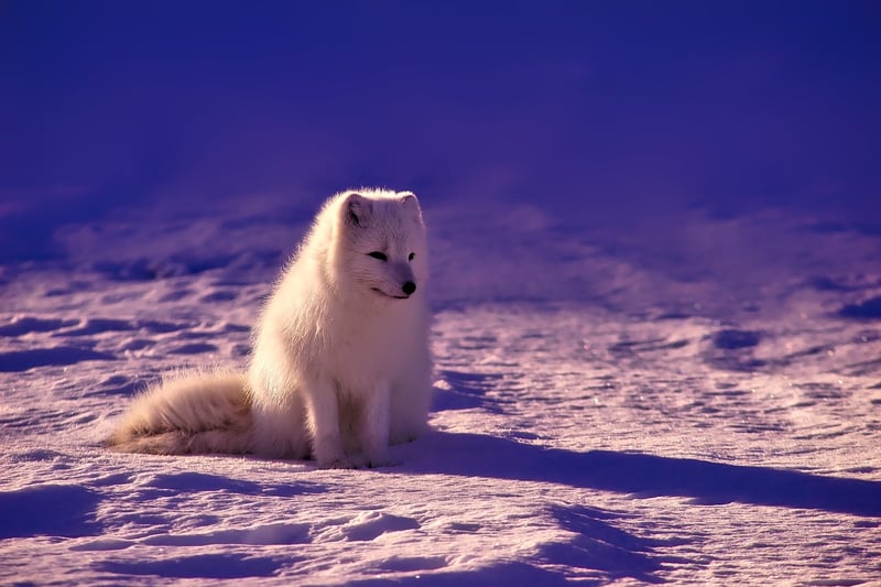 Arctic Wonders