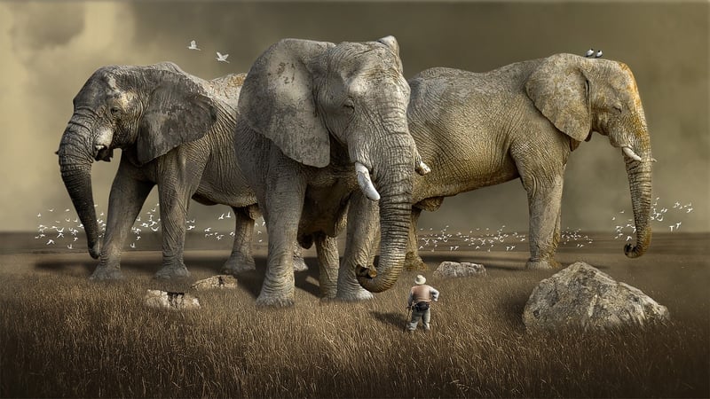 Safari Adventures